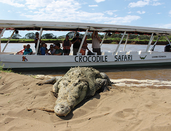 stayincostarica-lossuenos-junglecrocodile
