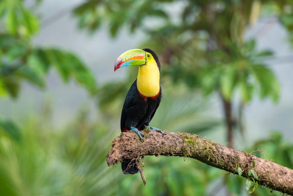 Una selva tropical de Costa Rica
