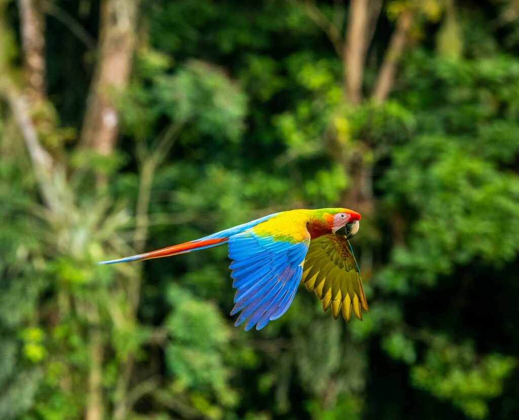 View wildlife in Costa Rica